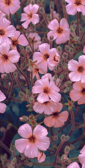 花卉壁纸【高清美丽养眼鲜花壁纸】