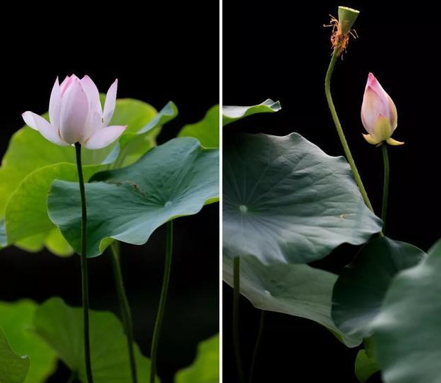 荷花背景图片【如何画出水墨效果——荷花】