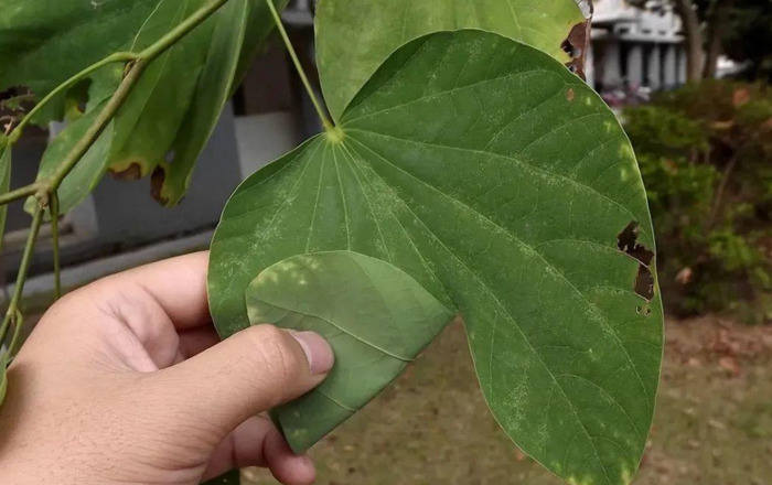 香港区旗上的图案到底是不是紫荆花？【香港区旗上的图案是紫荆花吗？】