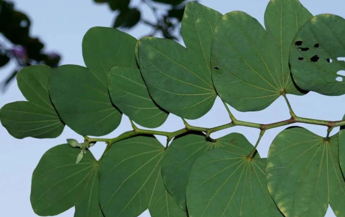 香港区旗上的图案到底是不是紫荆花？【香港区旗上的图案是紫荆花吗？】