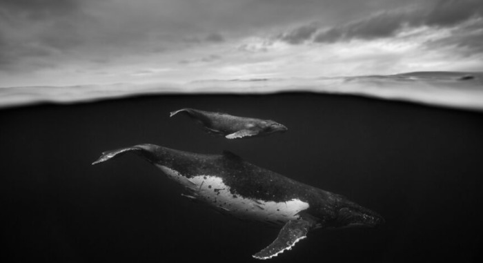 鲸的图片【鲸的图片真实】