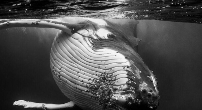 鲸的图片【鲸的图片真实】