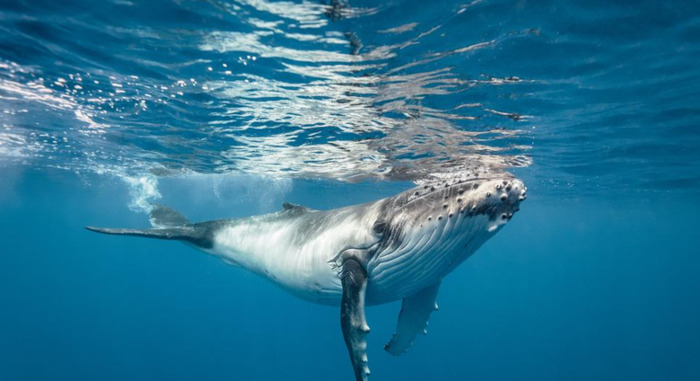 海洋中体型最大的五种鲸类动物【鲸类动物排行榜】