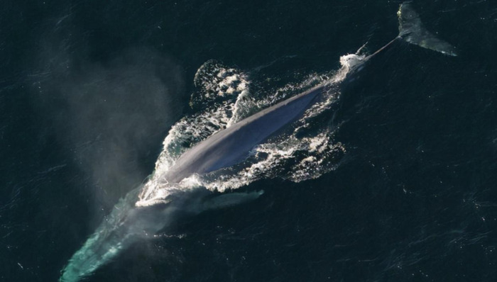 海洋中体型最大的五种鲸类动物【鲸类动物排行榜】