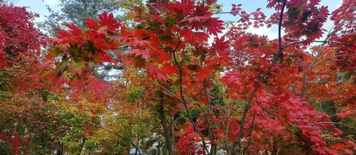 吉林秋季旅游必去十大景点【十大赏秋景点推荐】