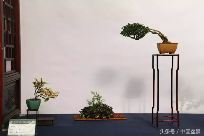 质量高的小微盆景展【盆景图片大全欣赏】