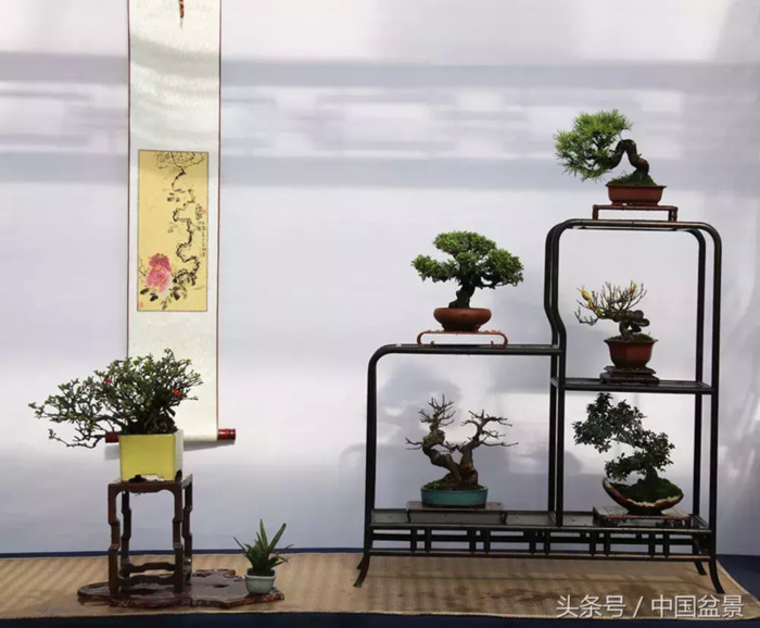 质量高的小微盆景展【盆景图片大全欣赏】