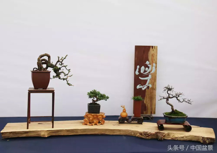 质量高的小微盆景展【盆景图片大全欣赏】