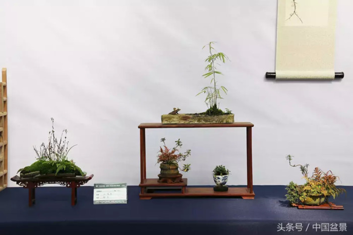 质量高的小微盆景展【盆景图片大全欣赏】