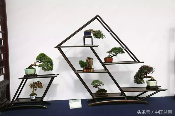 质量高的小微盆景展【盆景图片大全欣赏】