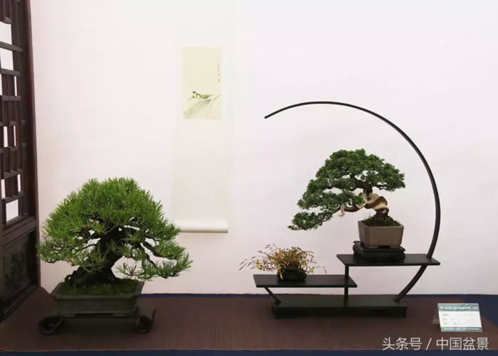 质量高的小微盆景展【盆景图片大全欣赏】