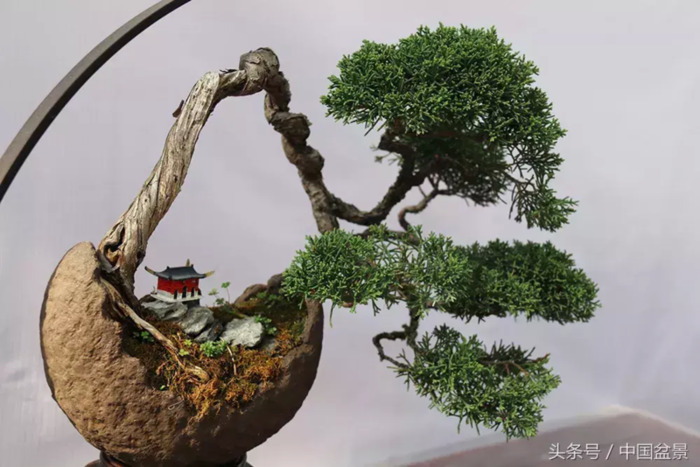 质量高的小微盆景展【盆景图片大全欣赏】