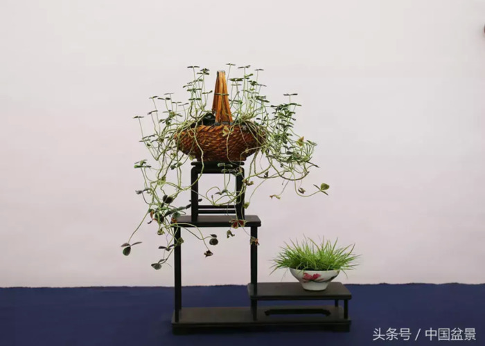 质量高的小微盆景展【盆景图片大全欣赏】