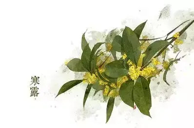 二十四节气-花卉手绘节气图【二十四节气-花朵手绘图片】