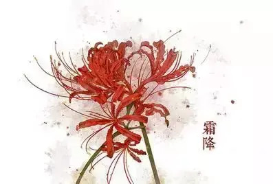 二十四节气-花卉手绘节气图【二十四节气-花朵手绘图片】