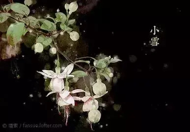 二十四节气-花卉手绘节气图【二十四节气-花朵手绘图片】