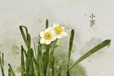 二十四节气-花卉手绘节气图【二十四节气-花朵手绘图片】