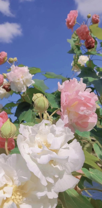 复古风壁纸【夏日清新壁纸】