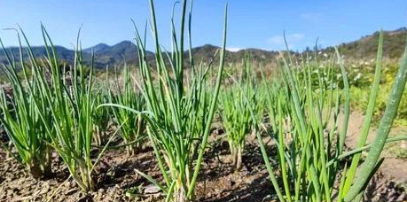 分葱种植时间和方法？【分葱的种植时间】