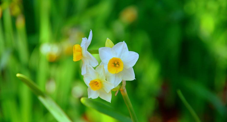 水仙花图片 水仙花图片大全大图