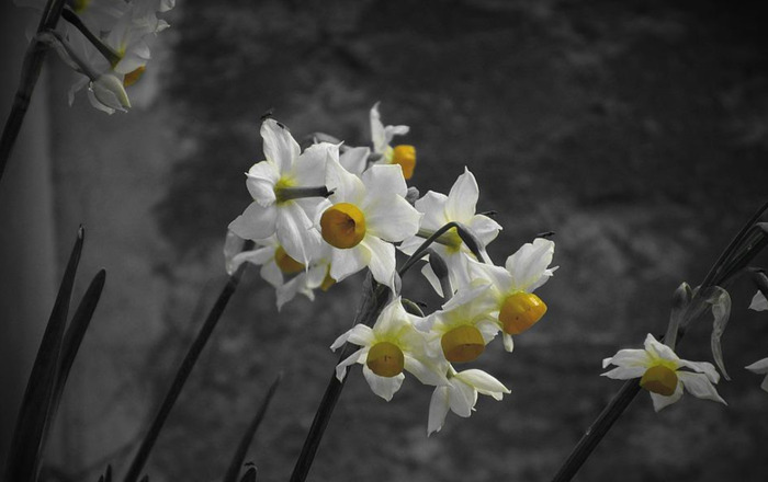 水仙花图片【水仙花图片大全大图】