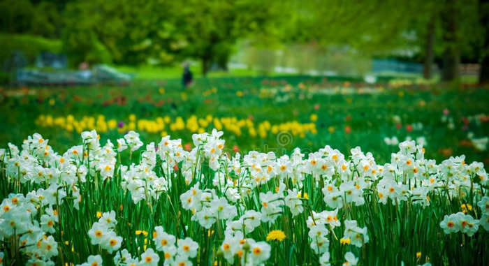 水仙花图片【水仙花图片大全大图】