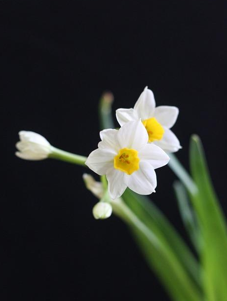 水仙花真实图片漂亮图片