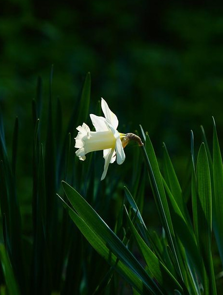 水仙花图片【水仙花图片大全大图】