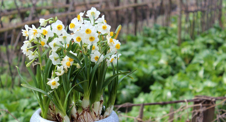 水仙花图片 水仙花图片大全大图