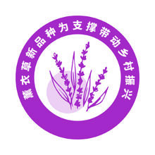 薰衣草新品种为支撑带动乡村振兴
