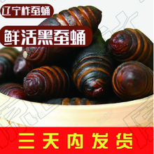 蚕蛹