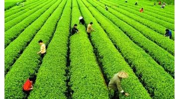 绿色蔬菜种植溯源监管的APP开发需要多少钱？