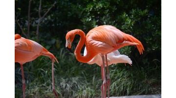 开发动物园APP选择哪家公司靠谱