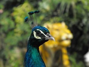 开发一款动物园APP需要多少费用